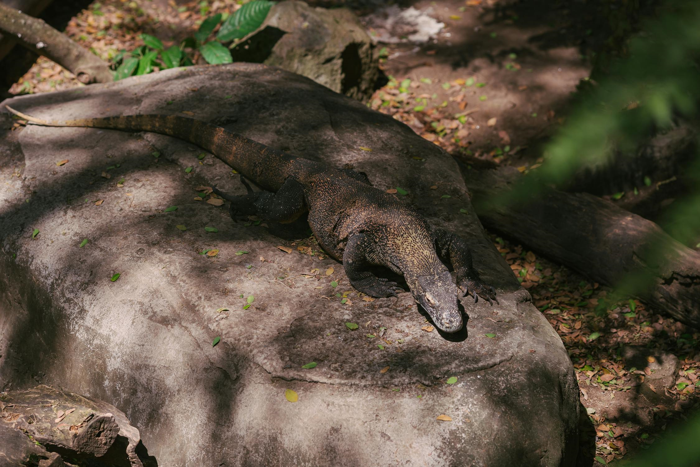 Pulau Komodo